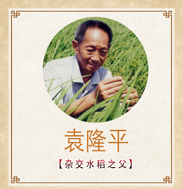 中国杂交水稻之父袁隆平，不仅使中国人民填饱了肚子，也将粮食安全牢牢抓在我们中国人自己手中